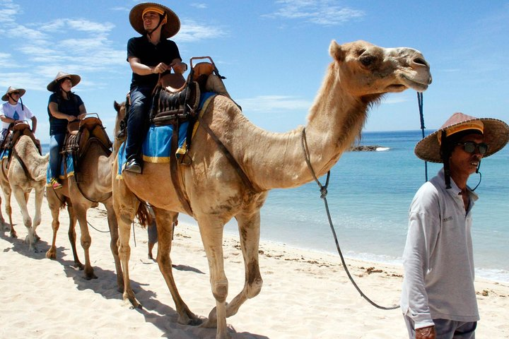 Bali Camel safari