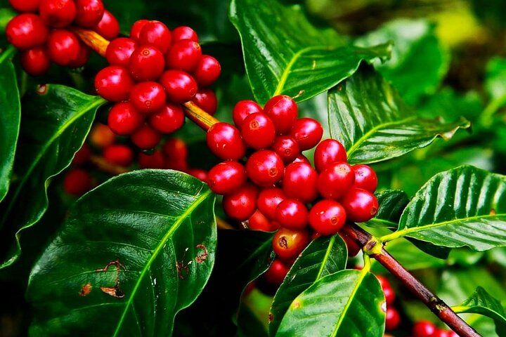 Cruisileline Semarang Port Central Java.(Tlogo Agro Plantation Highlight ) 5H  - Photo 1 of 6