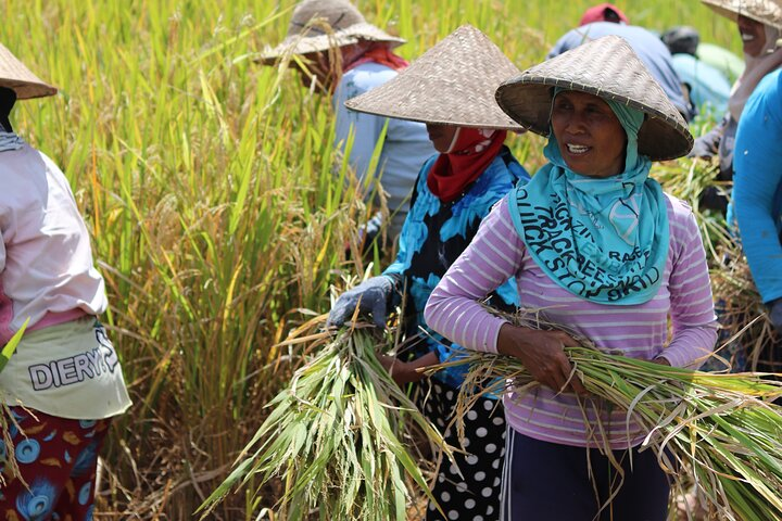 Working in the rice fields in a local village
