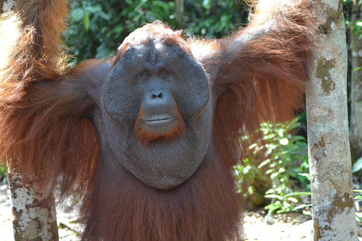 the King of Orangutan