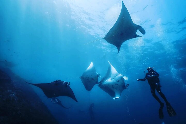 Scuba Diving with Manta Ray Nusa Penida - Photo 1 of 6