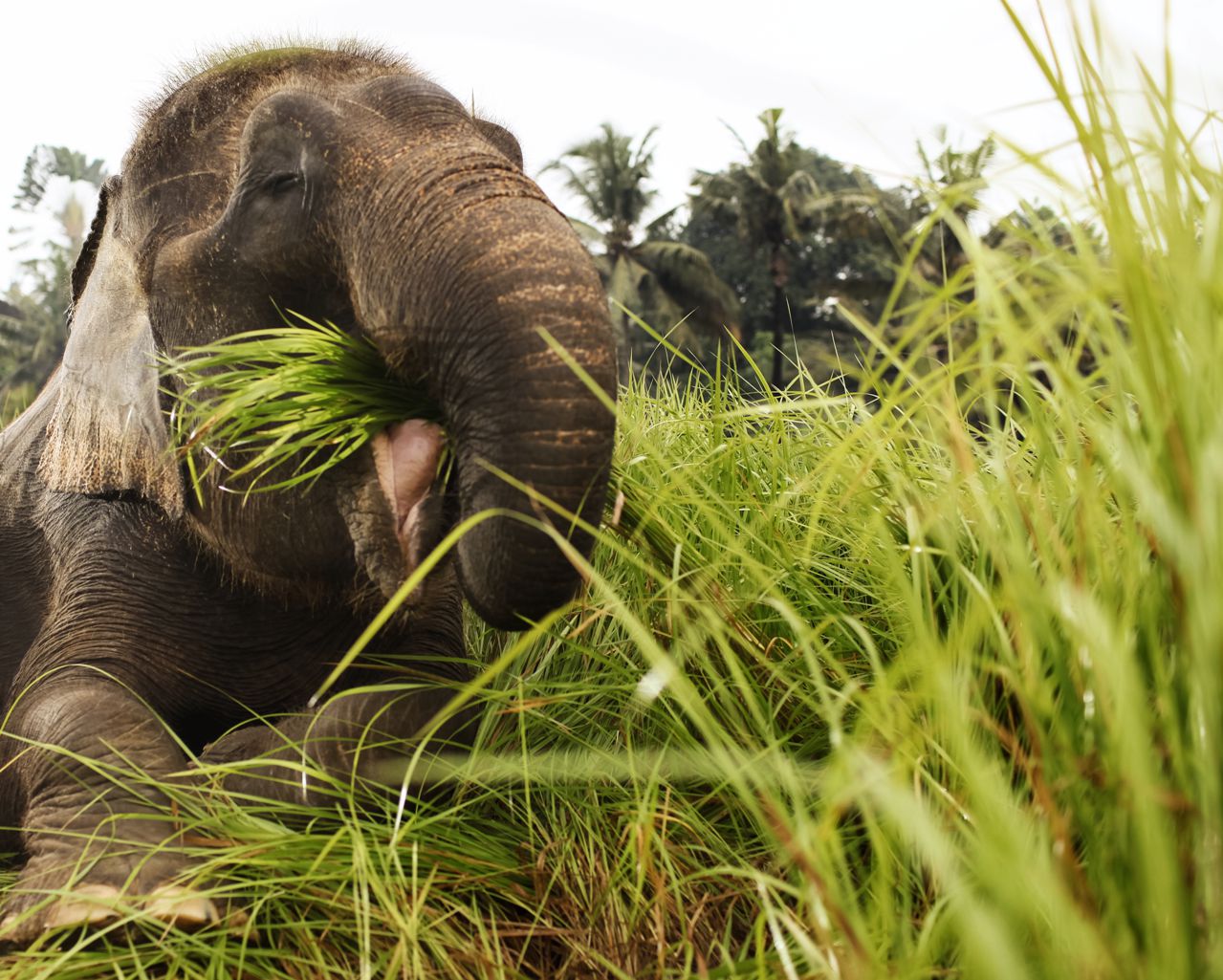 Explore the lush greenery of Bali Zoo while witnessing an elephant enjoying its meal offering a unique opportunity to connect with nature and observe majestic wildlife up close.