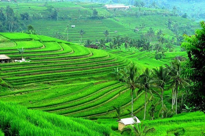 Jatiluwih rice terrace