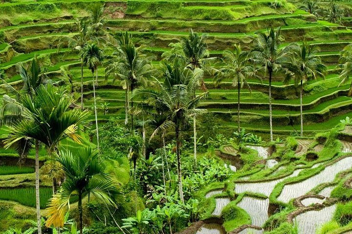 Tegal Lalang Rice Terrace