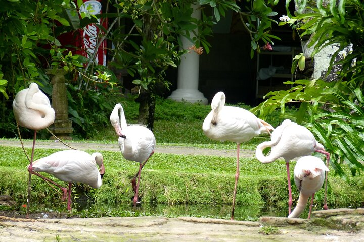 Indonesia: Bali Bird Park Entry Ticket - Photo 1 of 9
