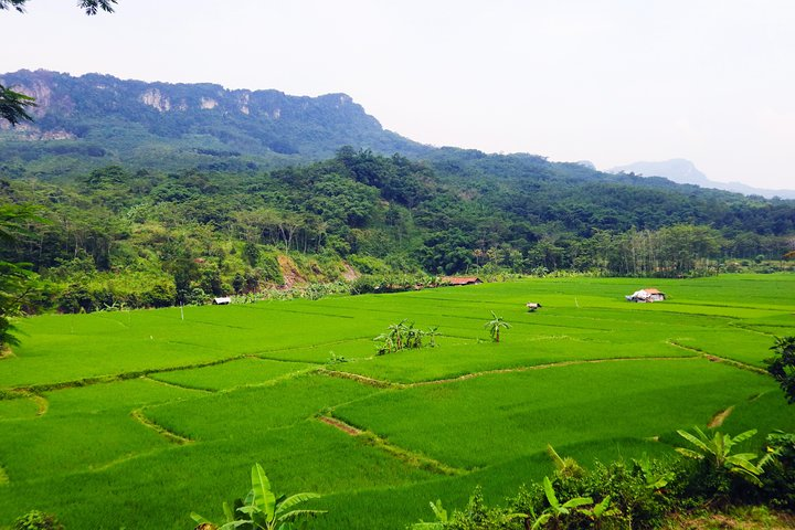 Discover lush rice fields surrounded by majestic mountains where the serenity of nature meets authentic village life perfect for those seeking a peaceful escape from city bustle.
