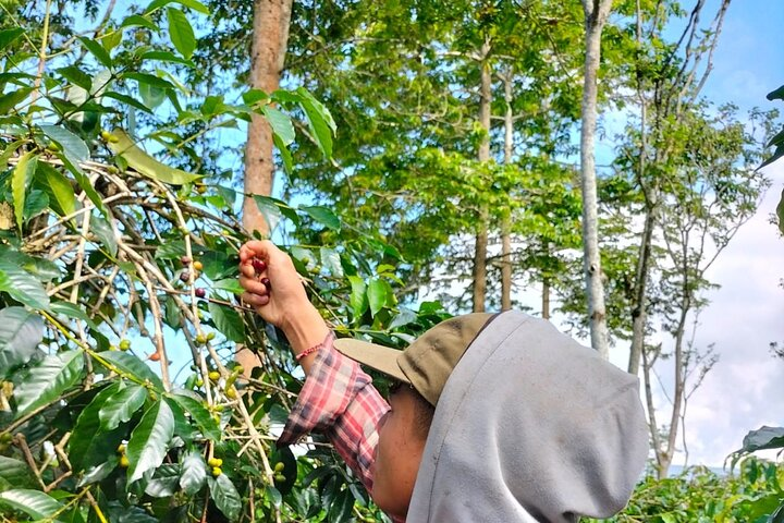 coffee harvest
