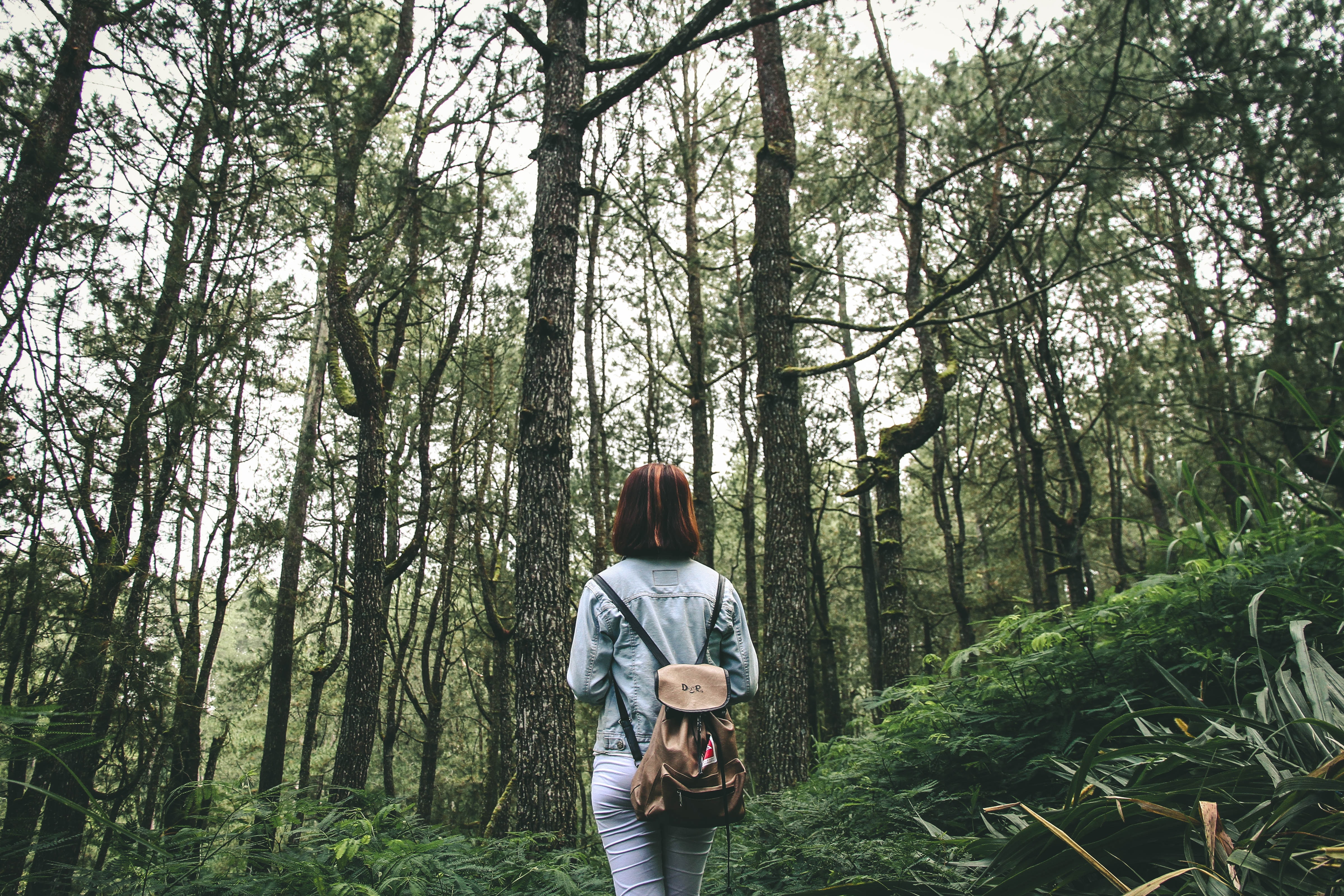 Discover tranquility among towering pine trees where fresh air and natural beauty create a refreshing escape. Embrace the serenity of the forest on your journey through Yogyakarta's stunning landscapes.