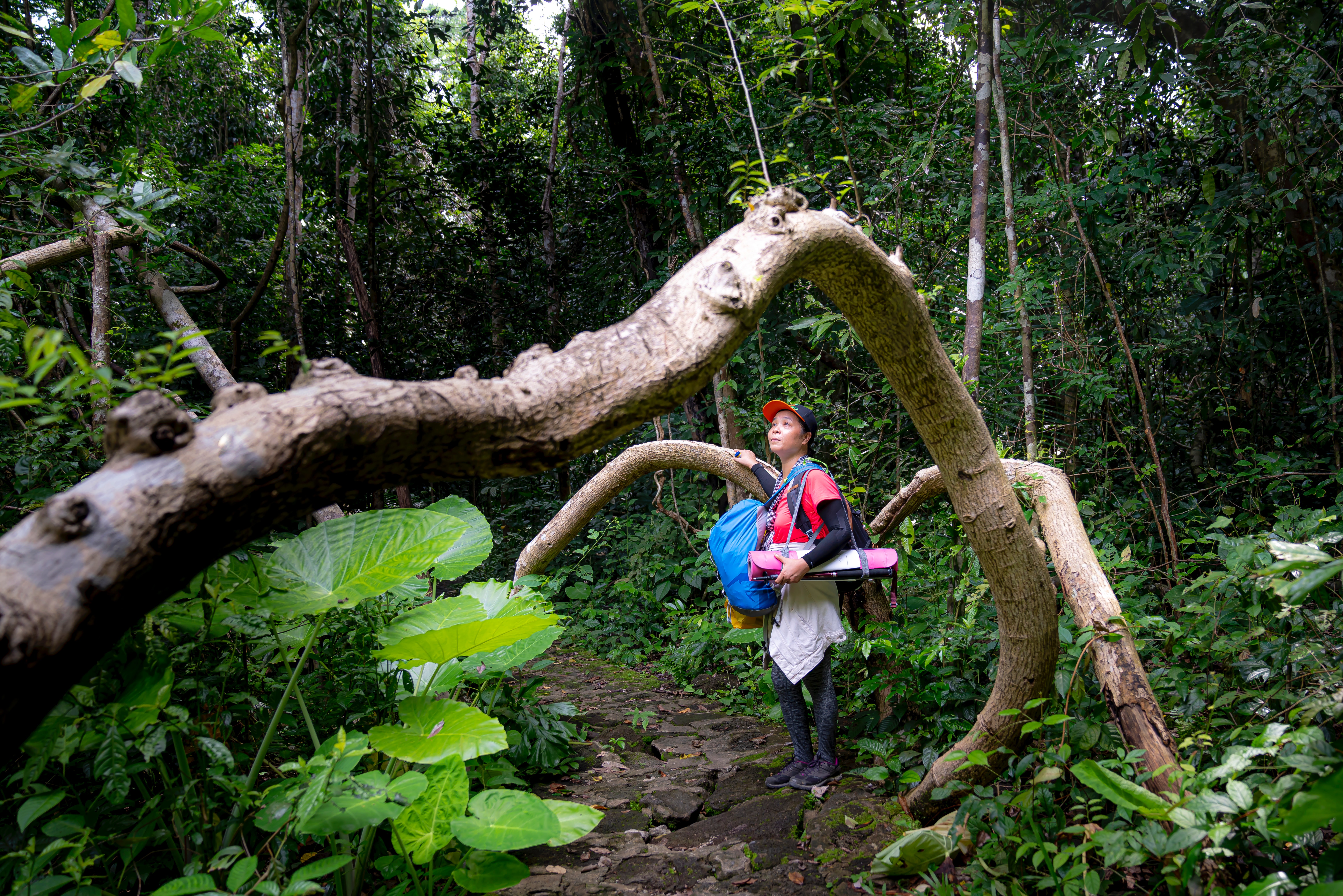 Discover the lush greenery of Gunung Bintan as you trek towards its peak encountering ancient trees wildlife and hidden treasures like the mystical Princess’s Pool along the way.