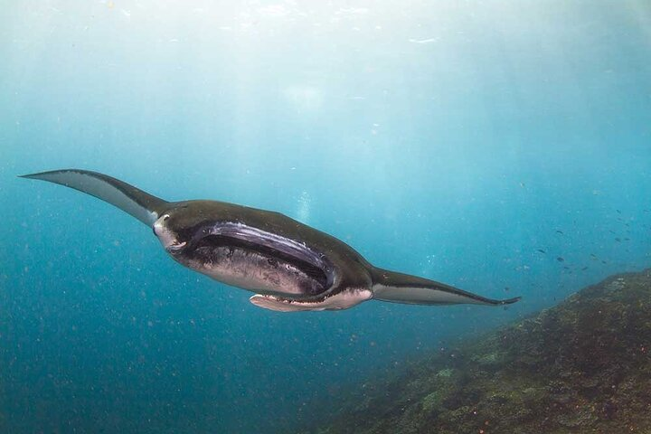 Nusa Penida 3 Fun Dives Boat Trip (For Certified Divers) - Photo 1 of 7