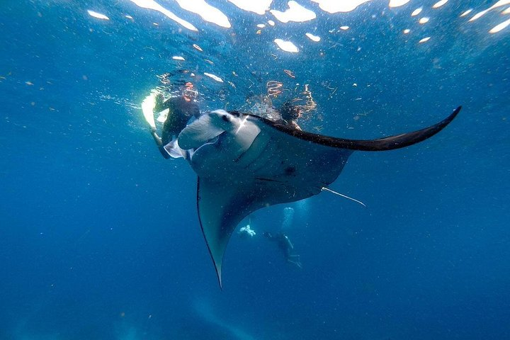 Manta Bay