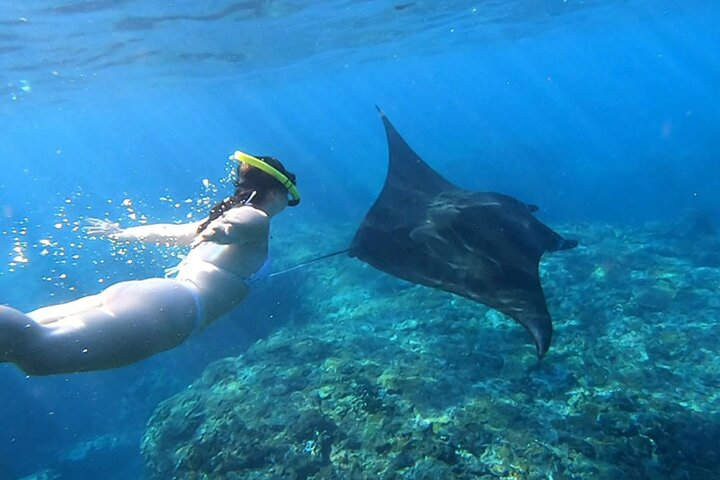 Snorkeling Manta Rays