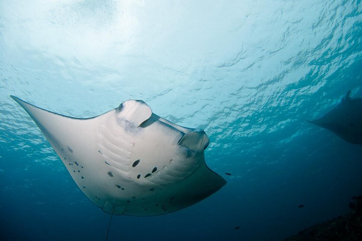 Manta Rays!