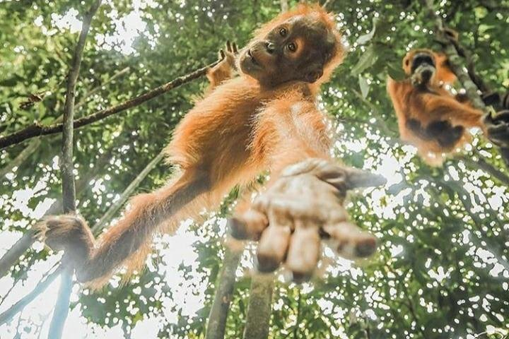 orang utan