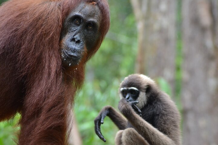 Orangutan Houseboat Kelotok Tanjung Puting 3 Days Share Cost  - Photo 1 of 25