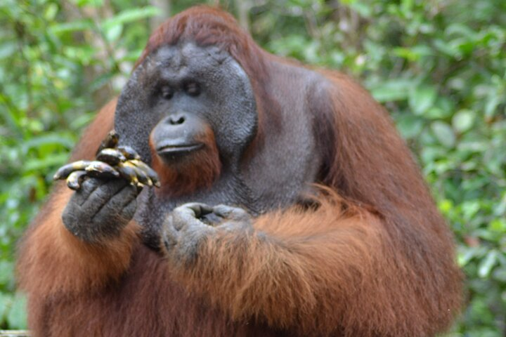 Orangutan Safari Kelotok Houseboat 3 Days 2 Nights Private - Photo 1 of 25