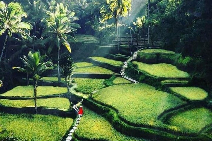 tegalalang rice terrace 
