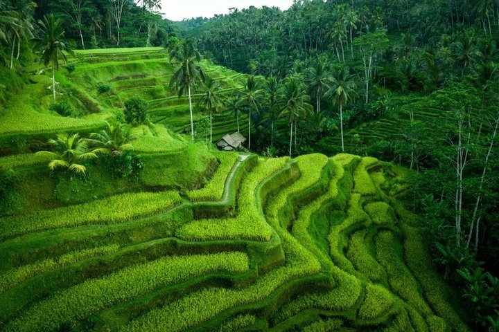 Private Full-Day Tour of Ubud - Photo 1 of 8