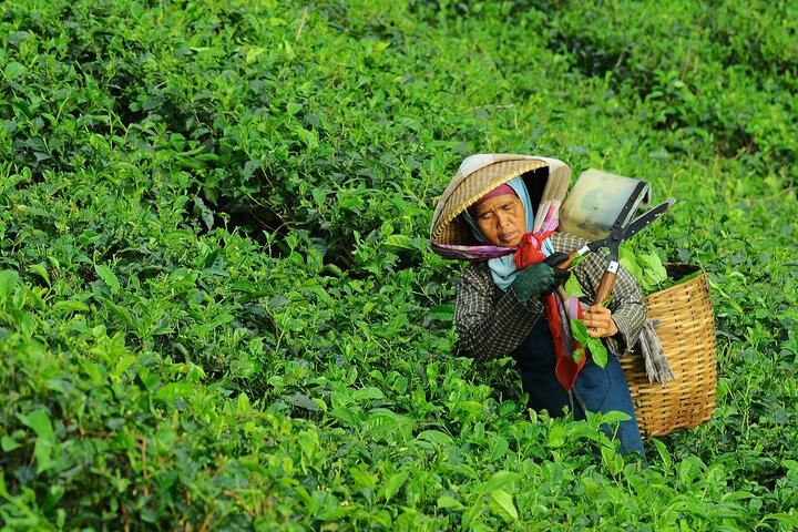 Experience the serene beauty of lush tea plantations where expert hands harvest the leaves offering a glimpse into Indonesia's rich agricultural heritage amidst picturesque landscapes.