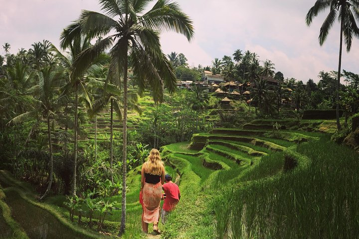 rice terrace