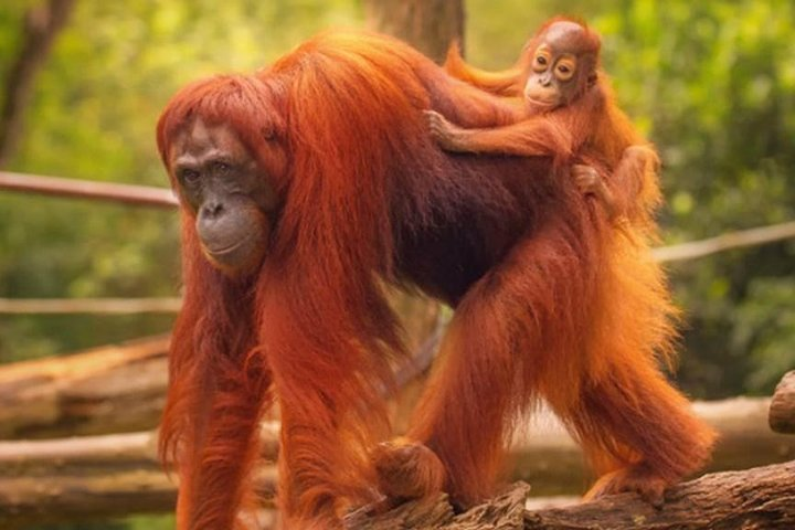 Experience the charm of Ragunan Zoo as you observe playful orangutans creating memories that inspire a love for wildlife in both children and adults alike.