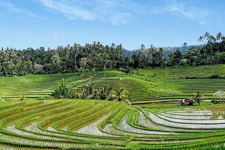 Jatiluwih rice terrace