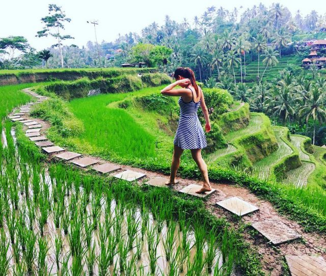 Ubud Rice Patty Rice Paddy Terraces Ubud