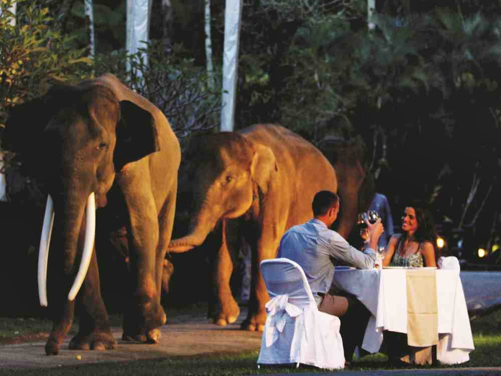 Under a starlit sky enjoy a gourmet dinner as elephants stroll nearby creating a unique dining experience amid the serene beauty of Taro's misty forests.