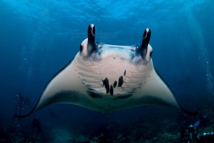 Certified Scuba Dive with Manta Rays (Open Water Diver minimum) - Photo 1 of 15