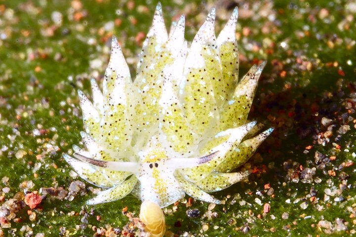 Diving at Tulamben macro dive sites 2 dives for UW Photographers - Photo 1 of 7