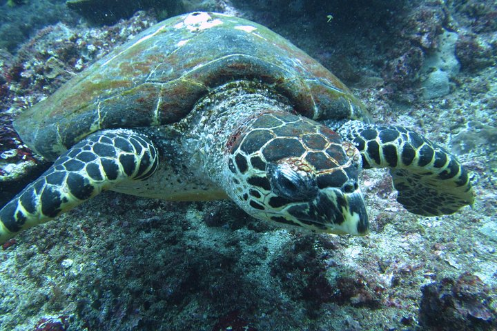 Turtle in Padang Bai