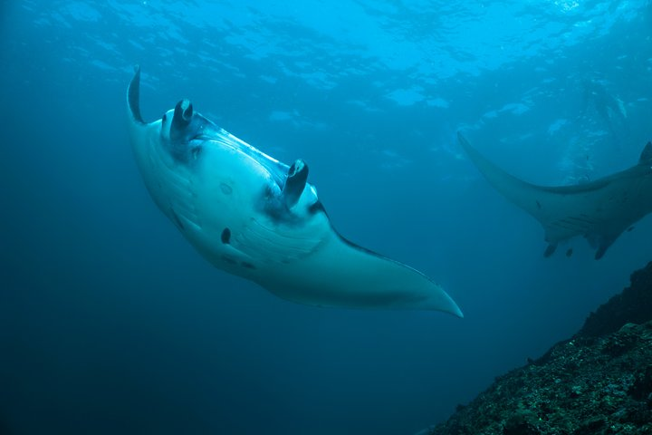 Snorkelling with Manta Rays at Nusa Penida and Lembongan - Photo 1 of 11