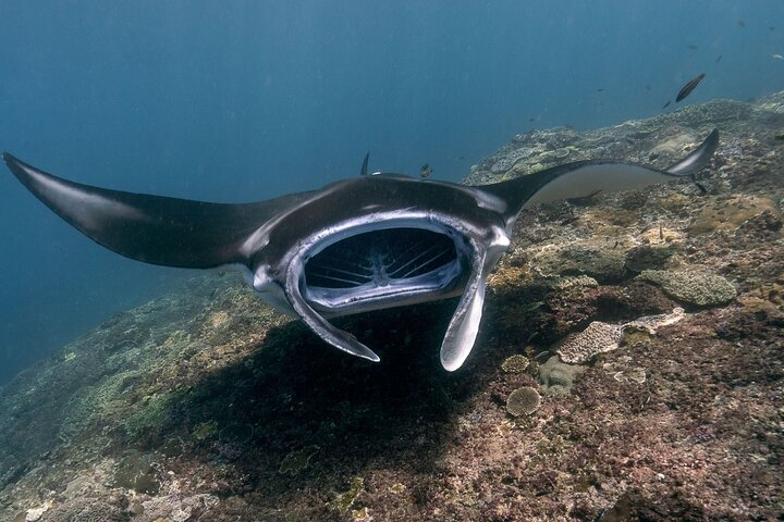 Start at Nusa Penida, Snorkeling Manta Rays & West Side Land Tour - Photo 1 of 25
