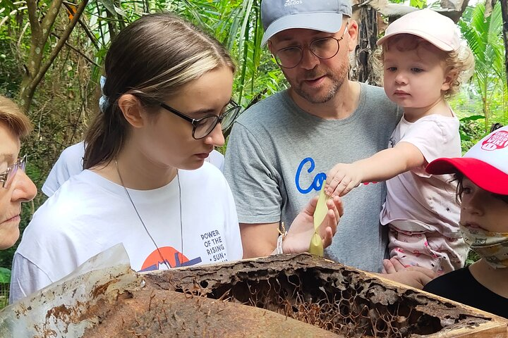 Guests observing stingless bee honey pot
