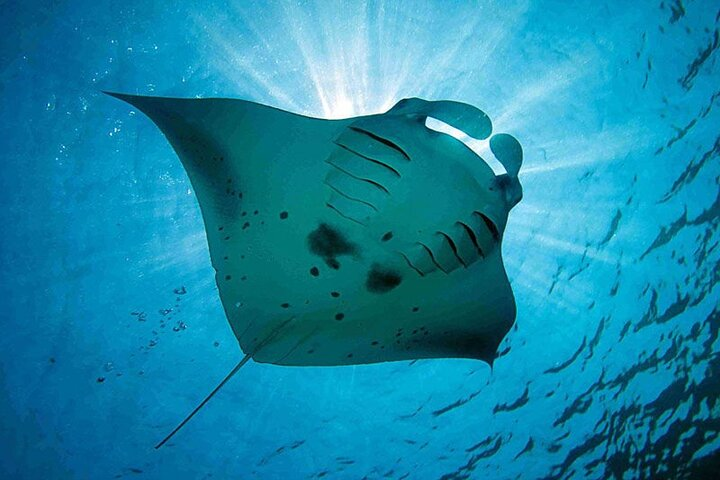 Experience the magic of snorkeling in Nusa Lembongan where gentle manta rays glide effortlessly beneath the surface offering unforgettable encounters with these majestic creatures in crystal-clear waters.