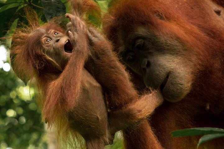 3-DAYS Jungle Trekking ( SEE ORANG UTAN) & Rafting l Bukit Lawang - Photo 1 of 25