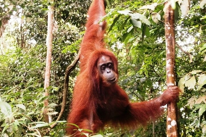 Two-Day Jungle Trekking For School, Private - Photo 1 of 5