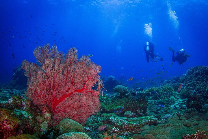 Two fun dives morning trip (Certified Divers only) - Photo 1 of 6