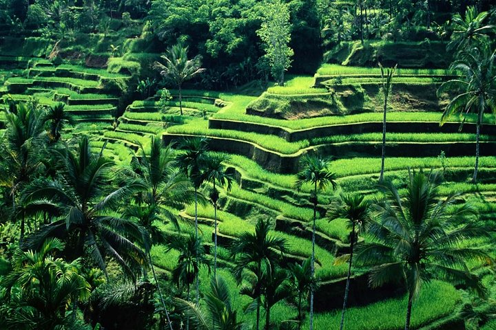 Tegalalang rice terrace,