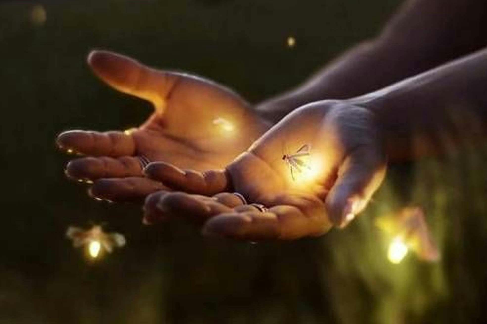 Ubud Bali: Guided Firefly Night Tour + Roundtrip Transfer + Dinner - Photo 1 of 16