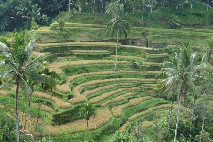 Tegalalang Rice Terrace-Excellent Bali Tour