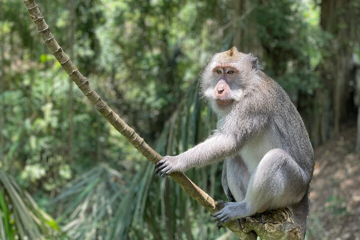 Ubud monkey forest