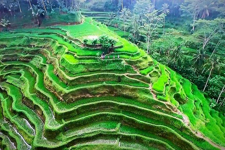 Ubud Nature Tours including Culture, Arts, Temple, Volcano, Rice field & Shows - Photo 1 of 10
