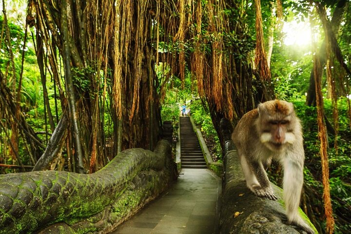 Explore lush pathways where playful monkeys roam among ancient temples offering a unique glimpse into their natural habitat while surrounded by dense greenery and serene beauty.