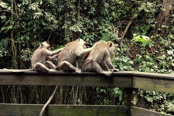 Ubud Monkey Forest