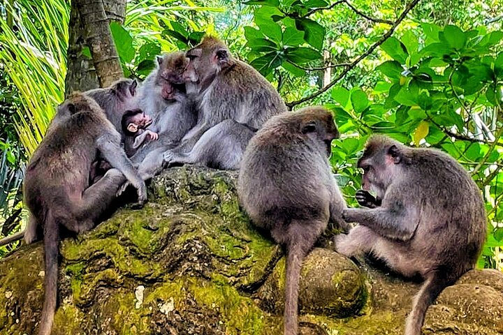 Ubud Tour - Highlight of Ubud - Traditional Tour - Photo 1 of 15