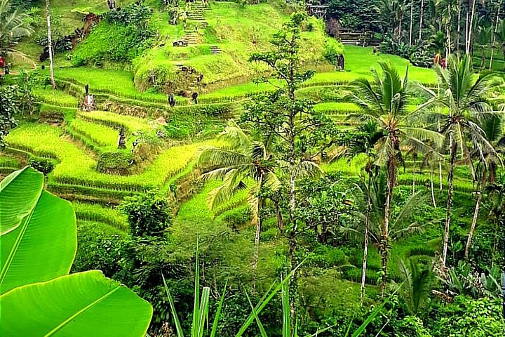 Rice terrace view