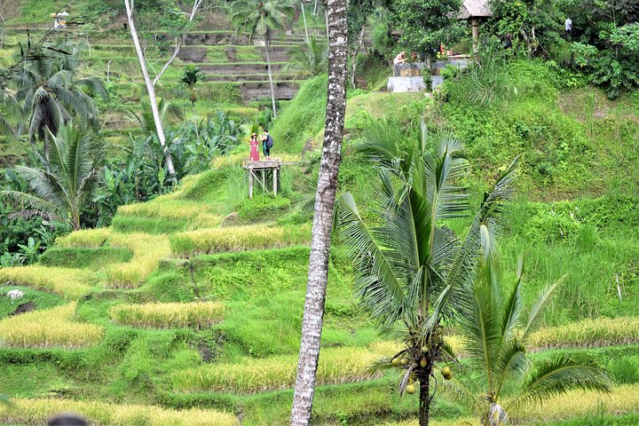 Tegalalang Rice Terrace