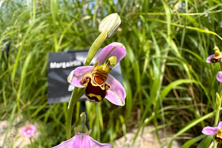 Discover wild orchids and rare native wildflowers