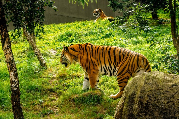 Experience the thrill of observing majestic tigers up close while exploring diverse wildlife at Dublin Zoo. Enjoy seamless private transfers and skip-the-line access for a memorable adventure!